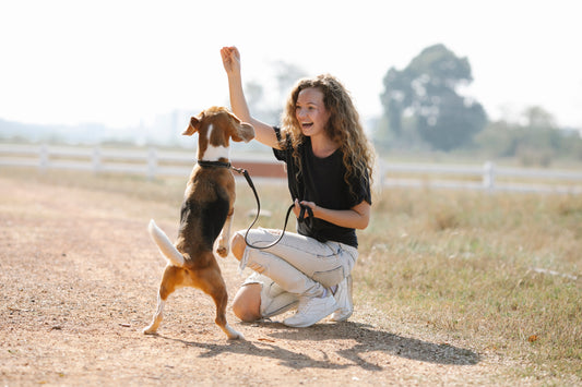 Healthy Treats for a Happy Mind and Gut: The Importance of Training Your Dog for Mental Stimulation