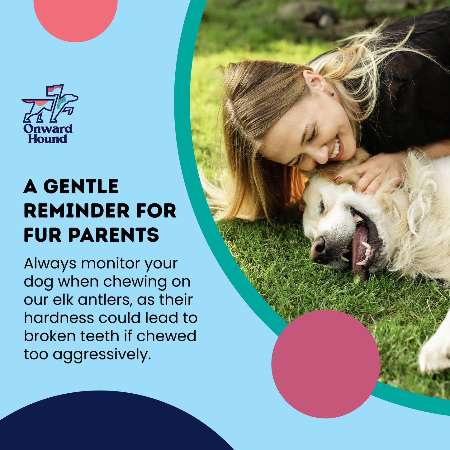 reminder to always supervise your dog while chewing