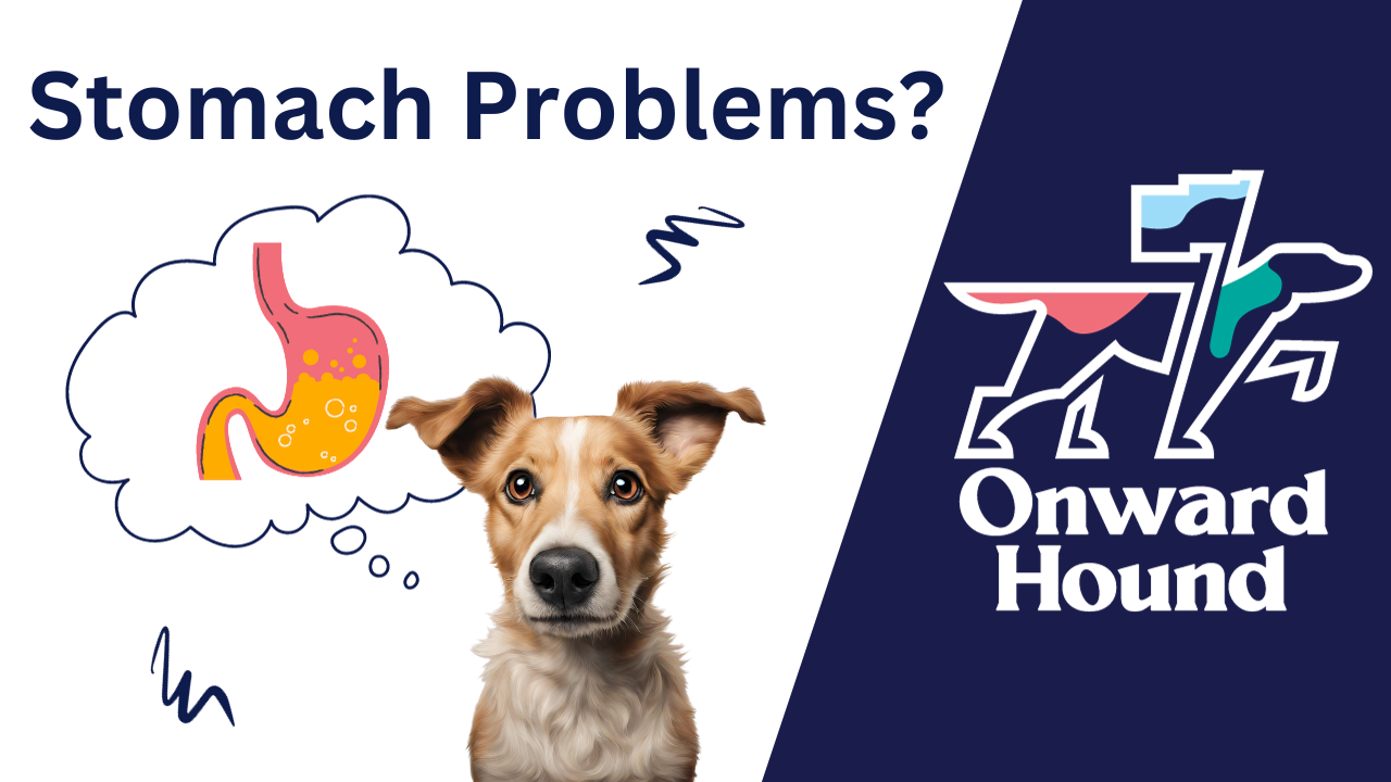 Load video: Will breaks down why dog&#39;s are experiencing sensitive stomachs and digestive issues and tells viewers how they can take action today.